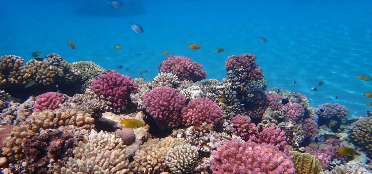 Korallenriff vor Hurghada