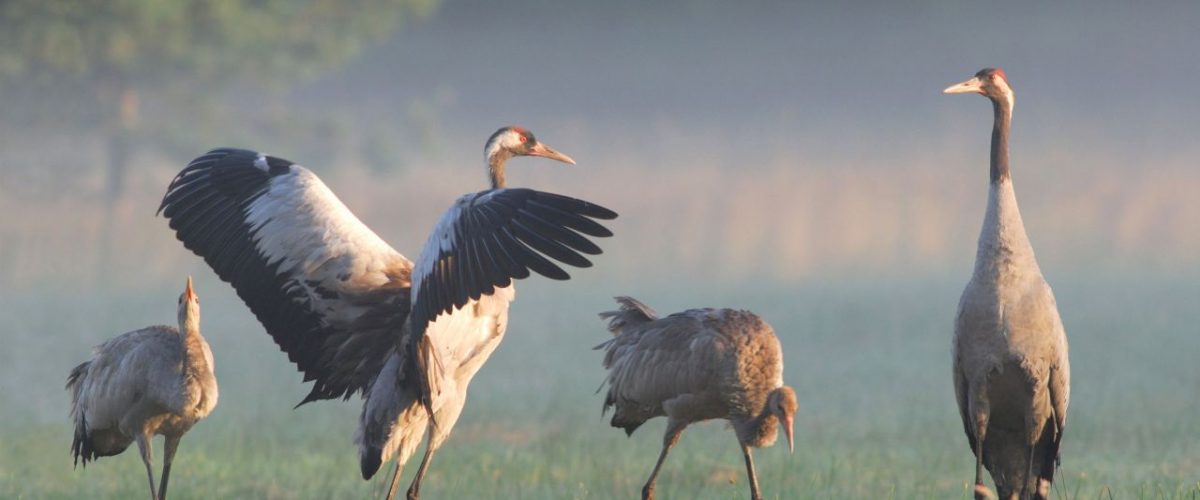 Kraniche auf einer Wiese in Mecklenburg-Vorpommern