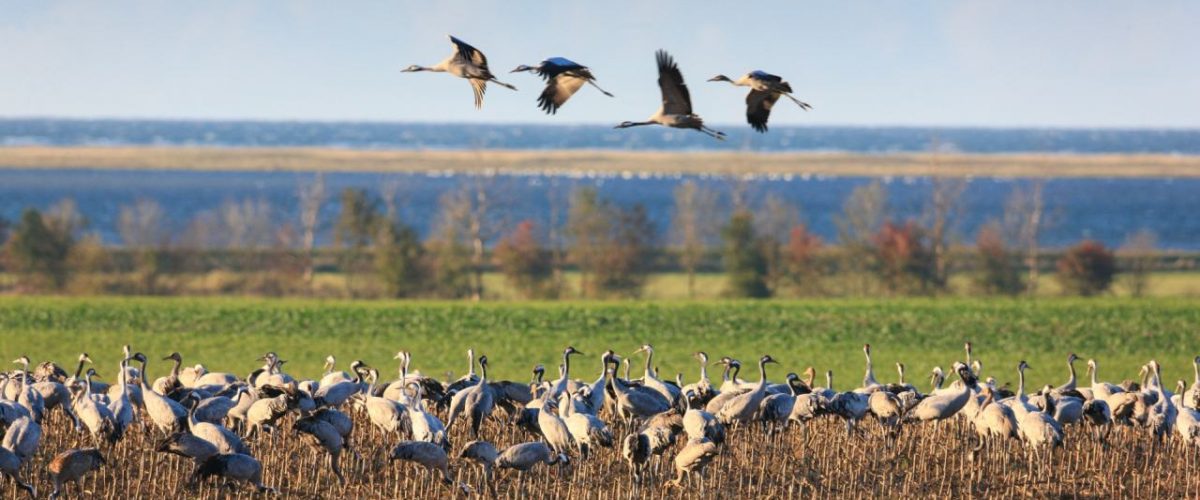 Kraniche rasten in Mecklenburg-Vorpommern