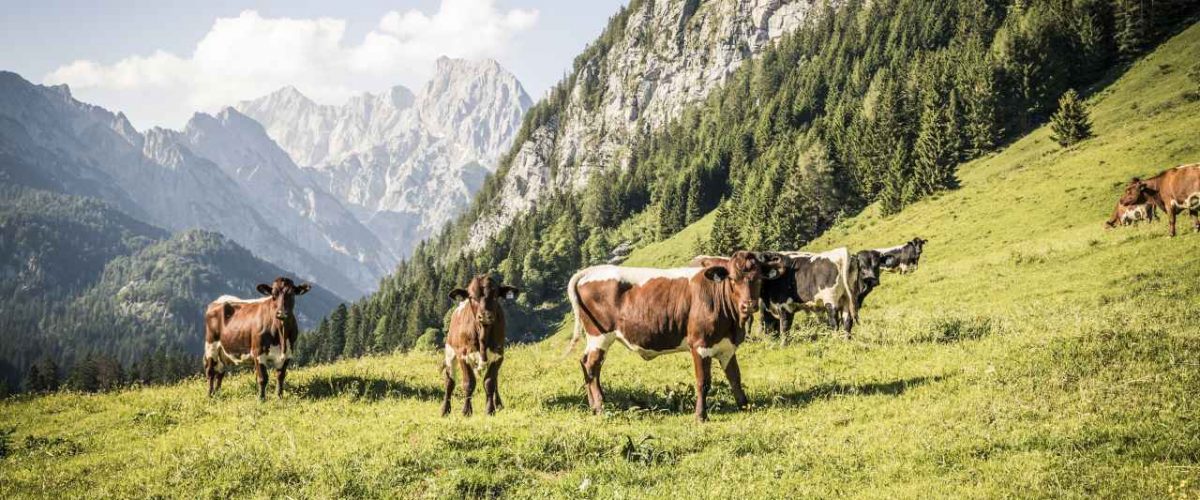 Kühe Kammerlingalm Berchtesgaden