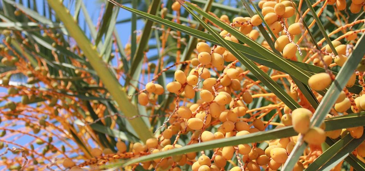 Kumquats auf Korfu