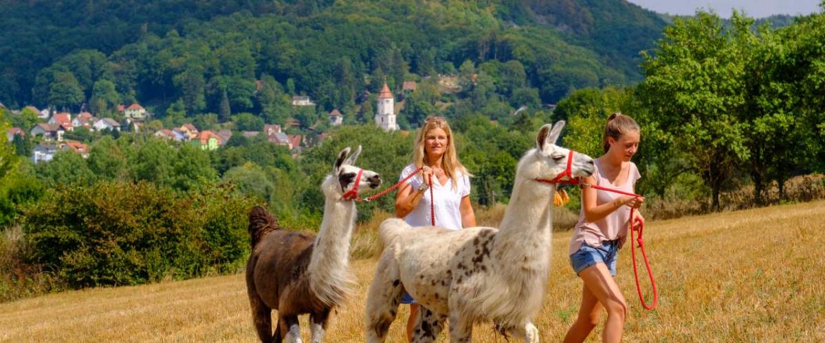 Lama-Wanderung mit Reckenberg Lamas