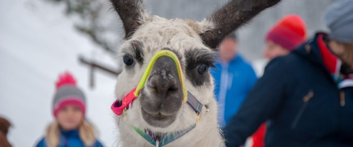 Lama in Fieberbrunn