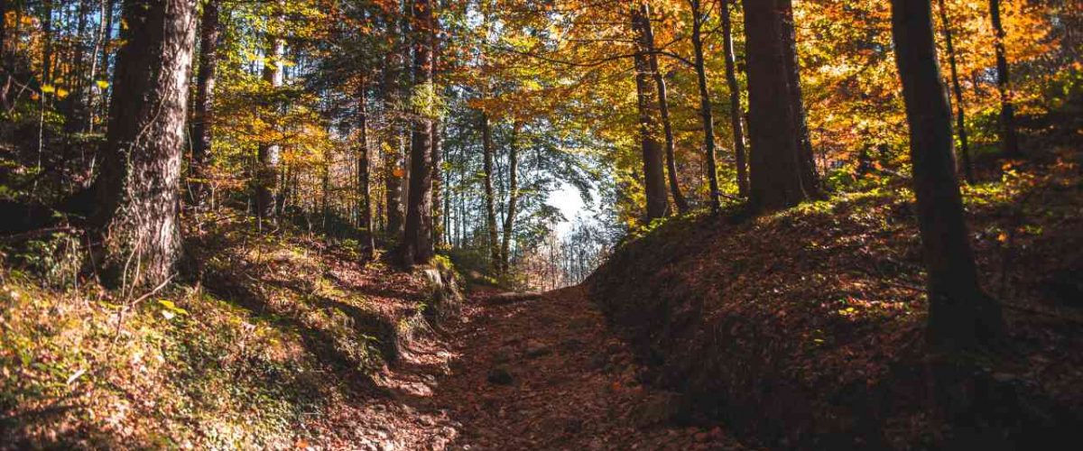 Laubwald Herbst Kufsteinerland