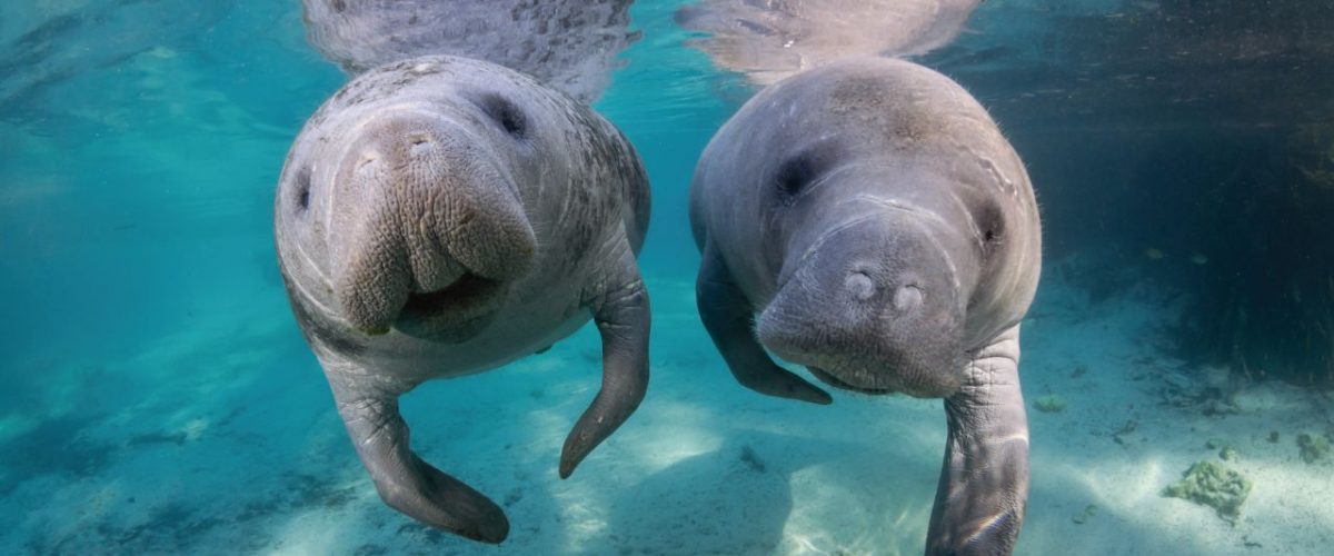 Manatee inoffizielles Symboltier Floridas