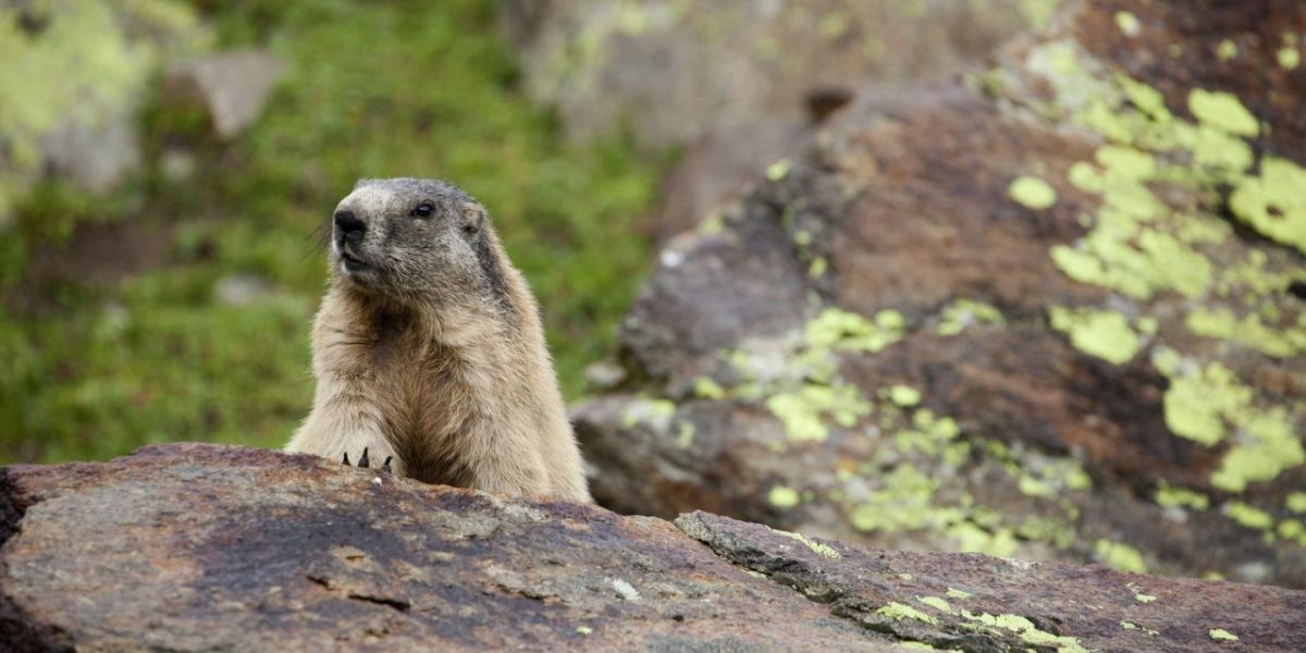 Murmeltier Big Five der Alpen
