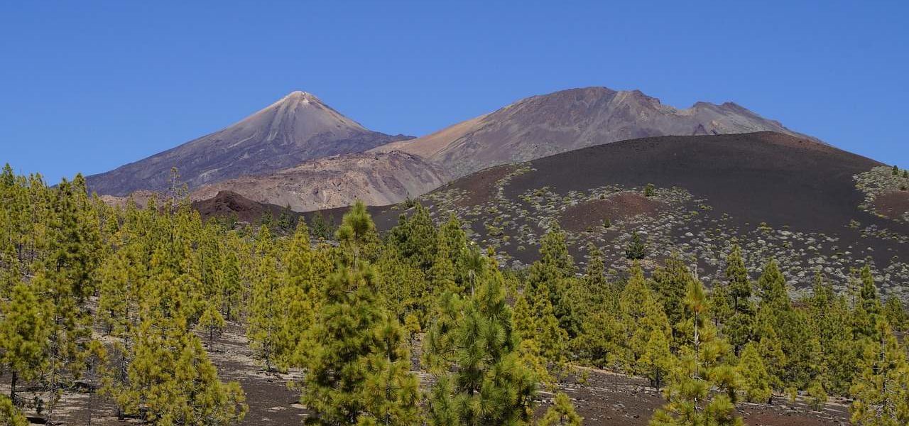Nadelbäume im Teide Nationalpark