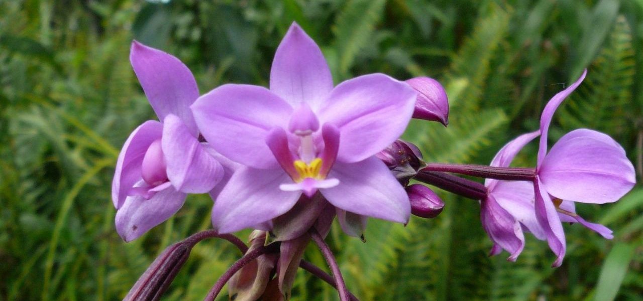 Natur schönste Farben Martinique