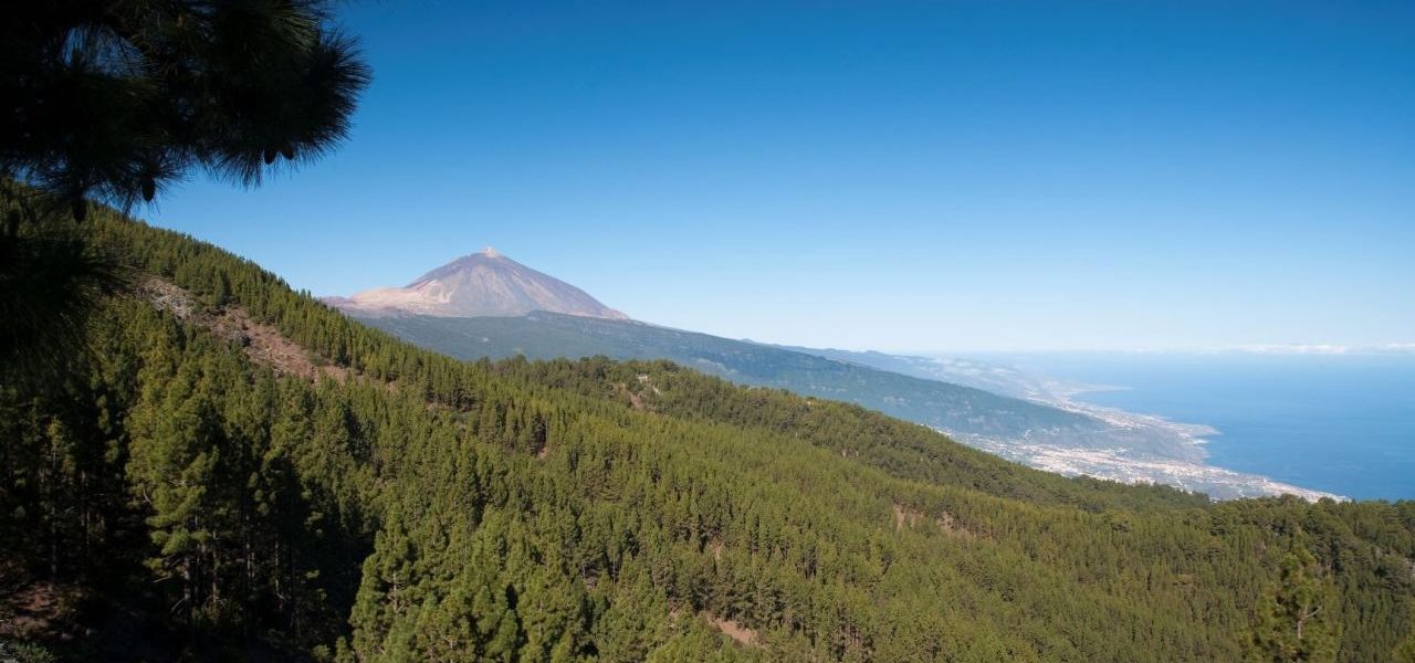 Naturpark Corona Forestal mit dem Teide