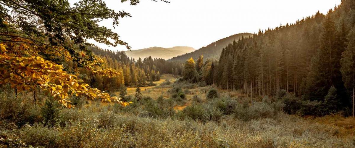 Naturschatz Moor am Wilden Kaiser