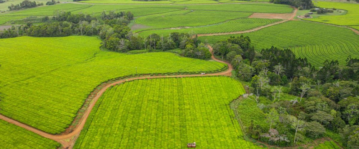 Nerada Tea Plantation in Malanda