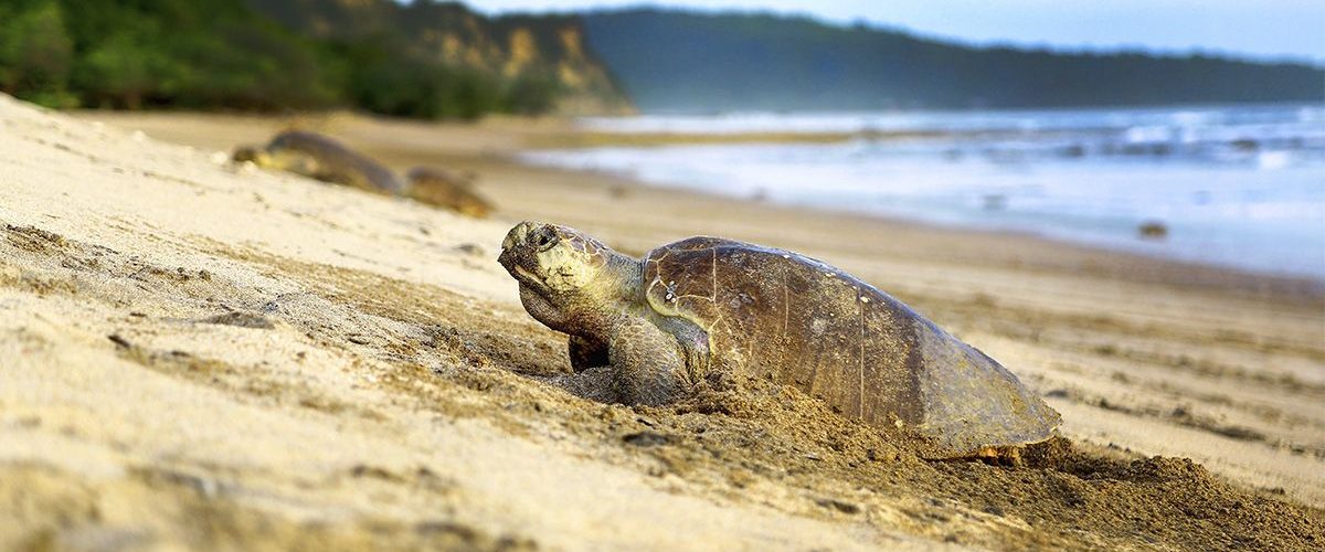 Oliv-Bastardschildkröte Strand La Flor Nicaragua