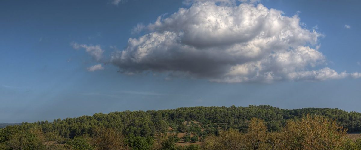 Olivenhain bei Caimari