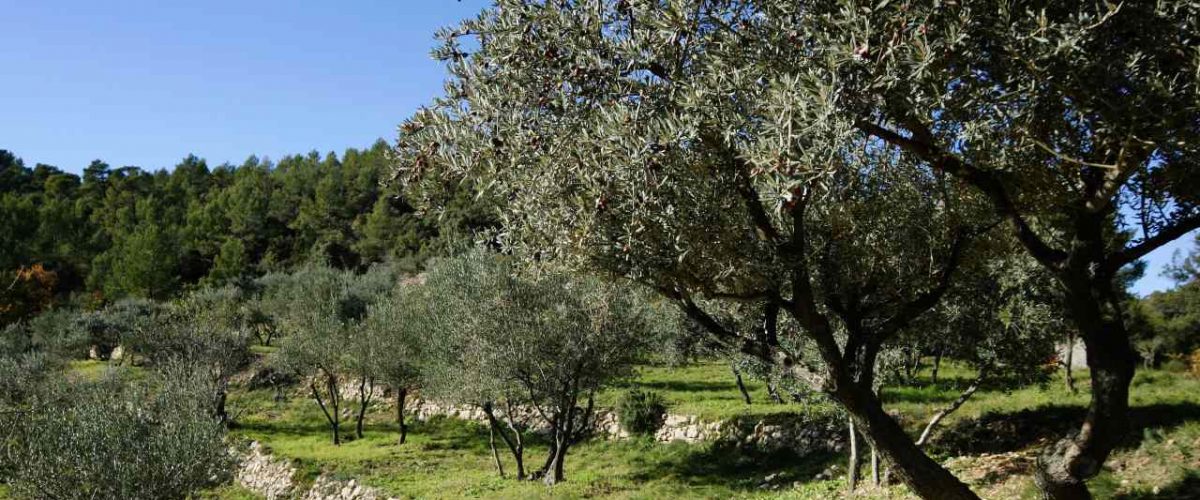 Olivenhain in der Provence
