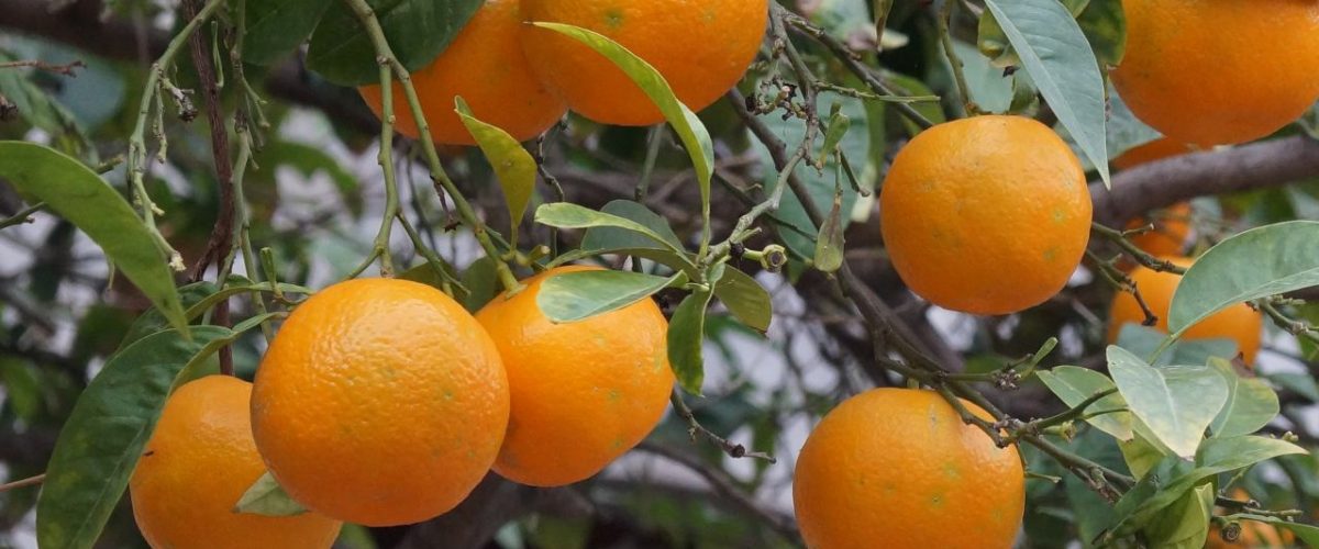 Orangenbaum Botanischer Garten Soller