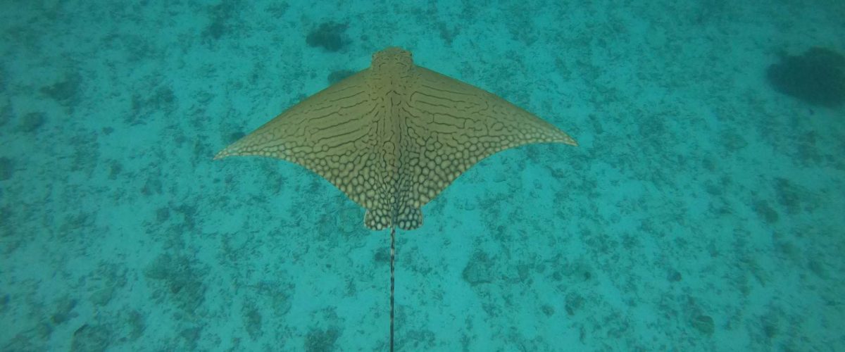 Ornate Eagle Ray Adlerrochen vor Lady Elliot Island