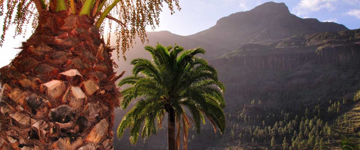 Palmen in Fataga
