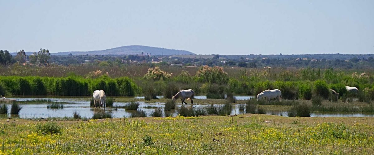 Pferde im Naturpark S'Albufera auf Mallorca