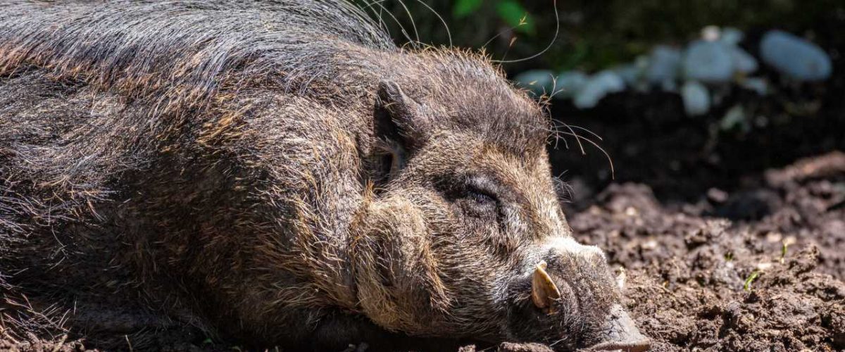Philippinisches Pustelschwein