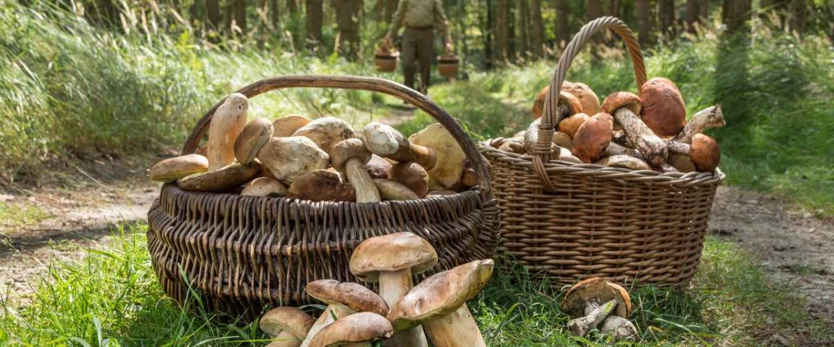 Pilz-Saison Niederschlesien