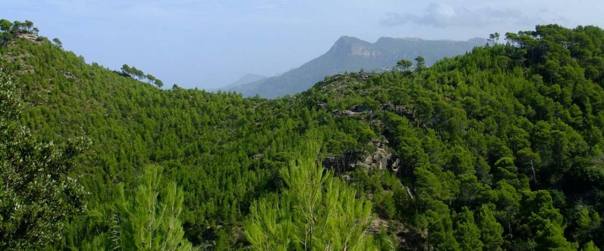 Pinienwald im Tramuntana-Gebirge