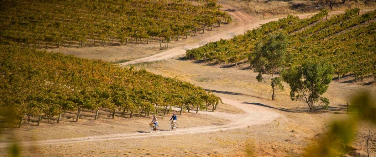 Radfahrer auf dem Riesling Trail