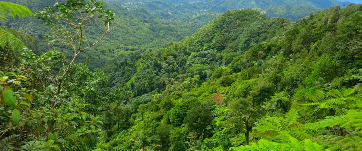 Regenwald Grenada Mount Qua Qua