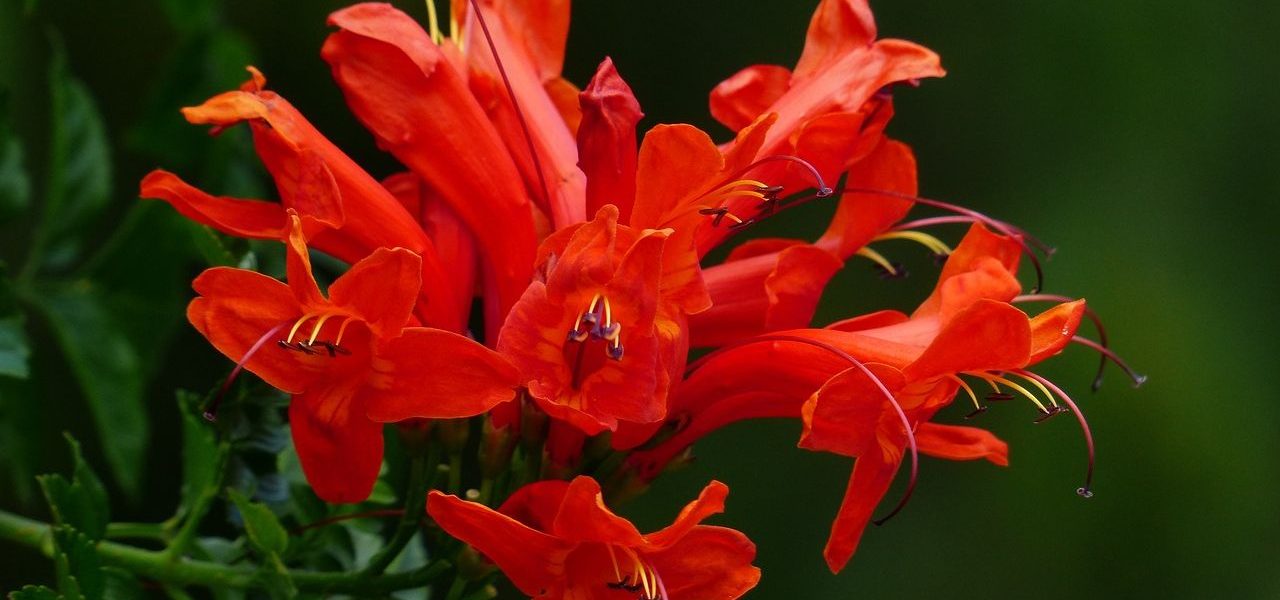 Rote Trompetenblume auf Teneriffa
