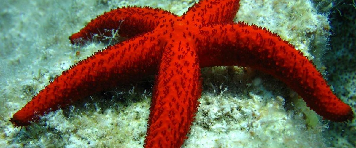 Roter Seestern vor Rhodos