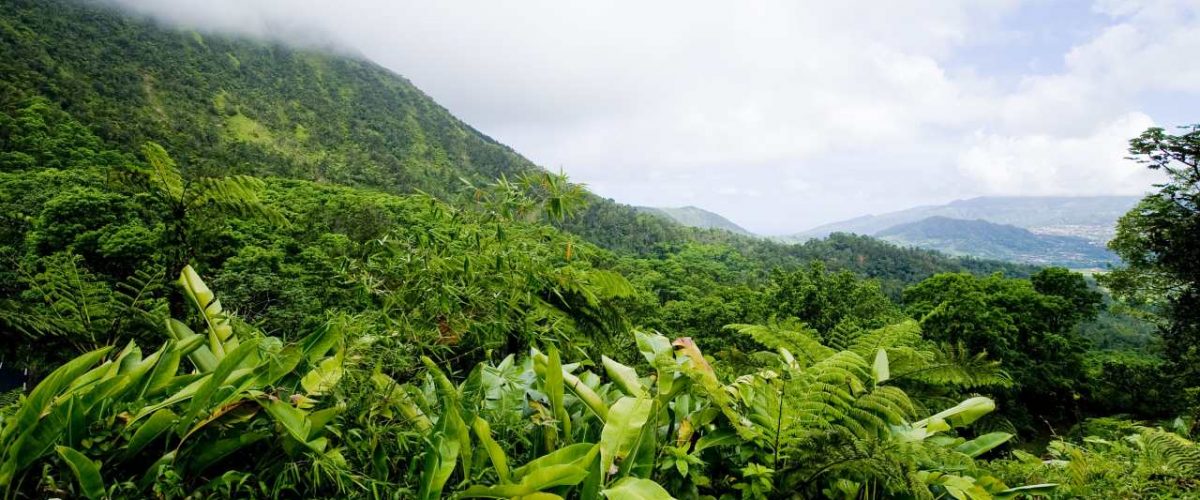 Route de la Trace durch den Regenwald auf Martinique