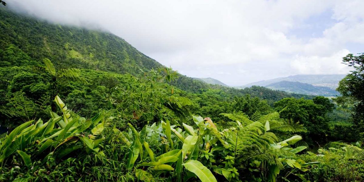 Route de la Trace durch den Regenwald auf Martinique