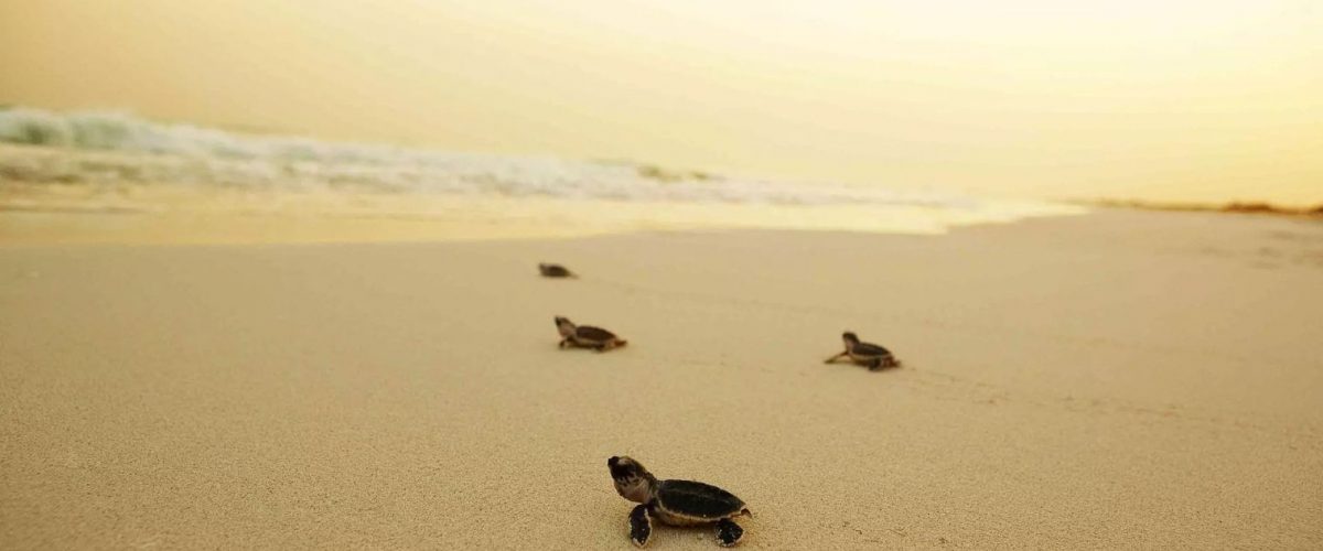 Saadiyat Island Echte Karettschildkröte