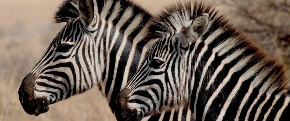 Safari Zoo Mallorca Zebras