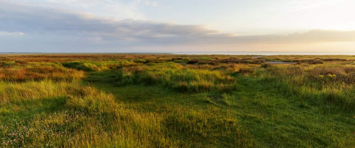 Salzwiesen Borkum Überflutung