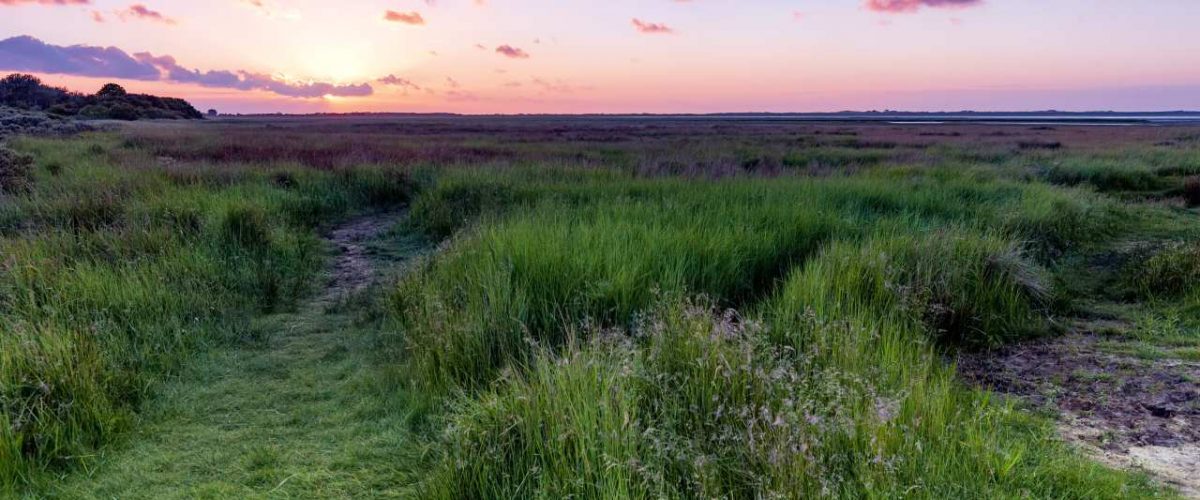 Salzwiesen Borkum geschützter Lebensraum