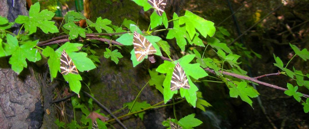 Schmetterlinge auf Amberbaum