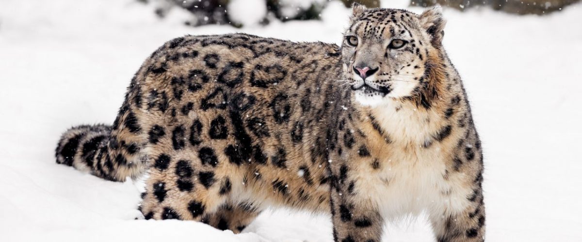 Schneeleopard in freier Wildbahn