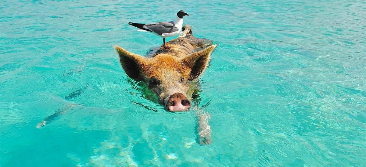 Schwimmendes Schwein mit Möwe Bahamas