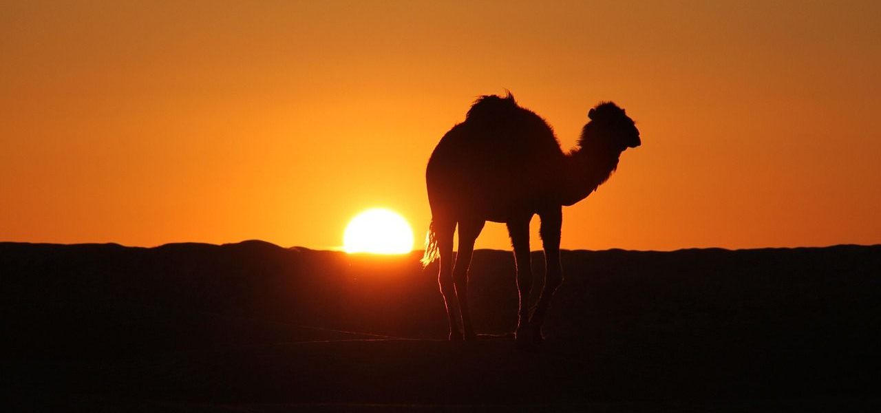Sonnenuntergang Tunesien Kamel Wüste