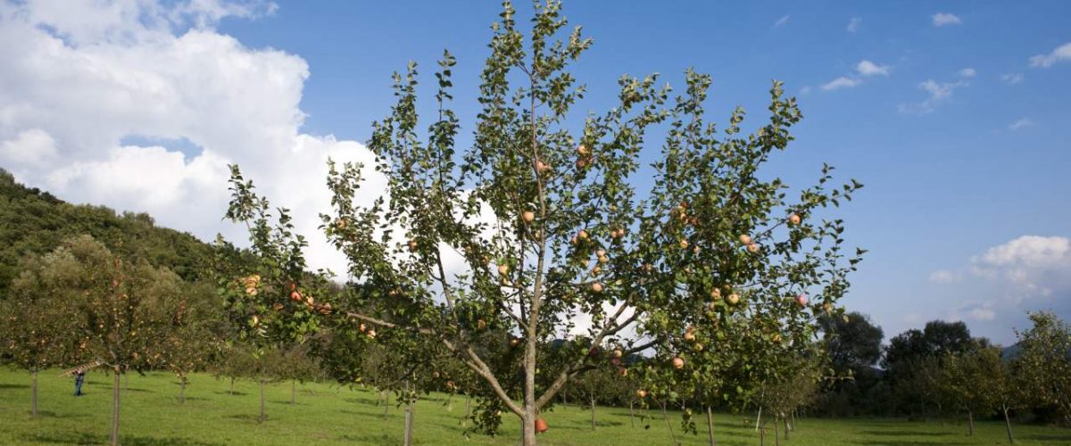 Streuobstwiese Nürnberger Land