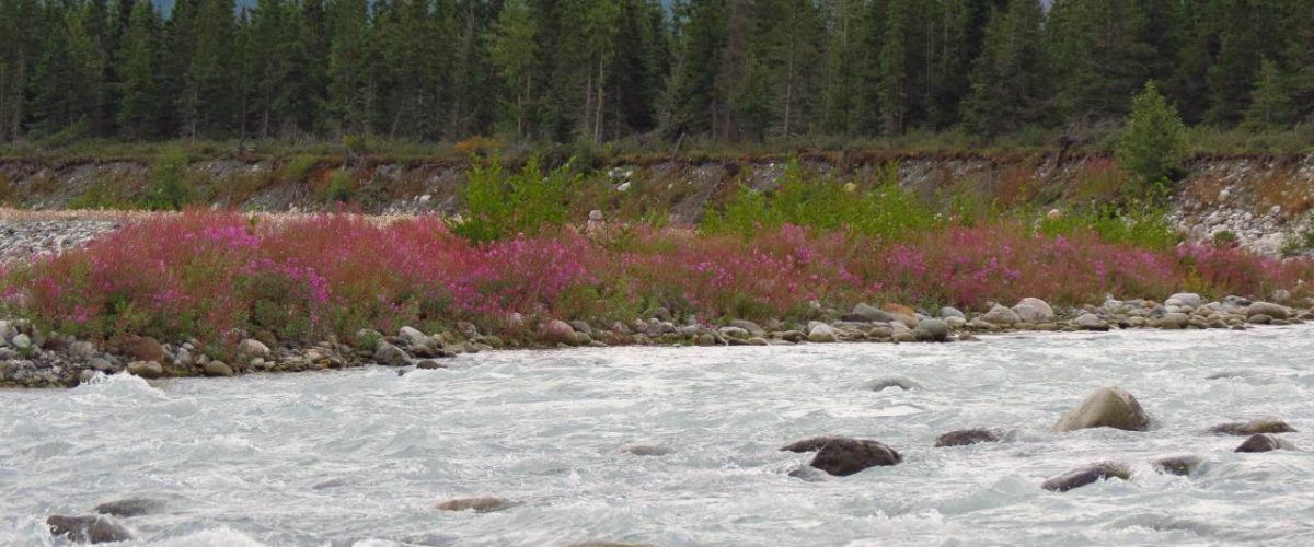 Tatshenshini-Alsek Flusssystem