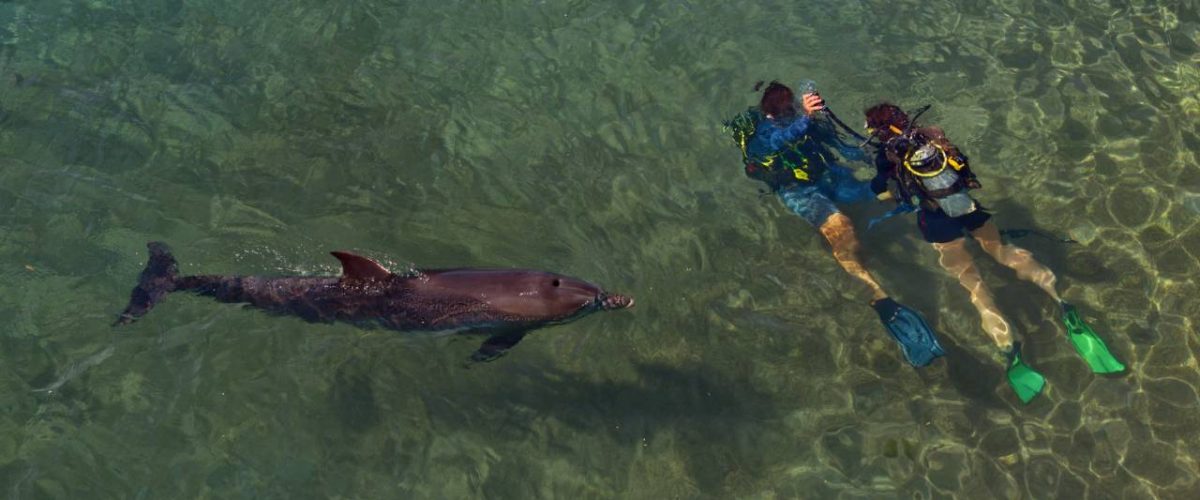 Tauchen mit Delfinen vor Eilat