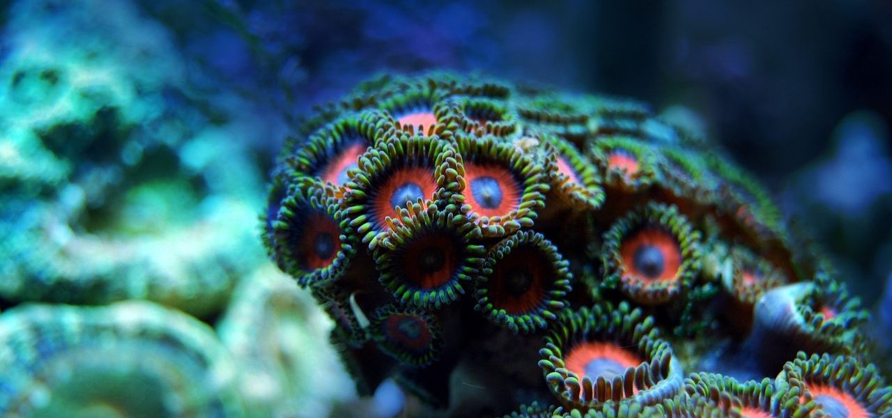 Unterwasserwelt im Roten Meer Korallenriff