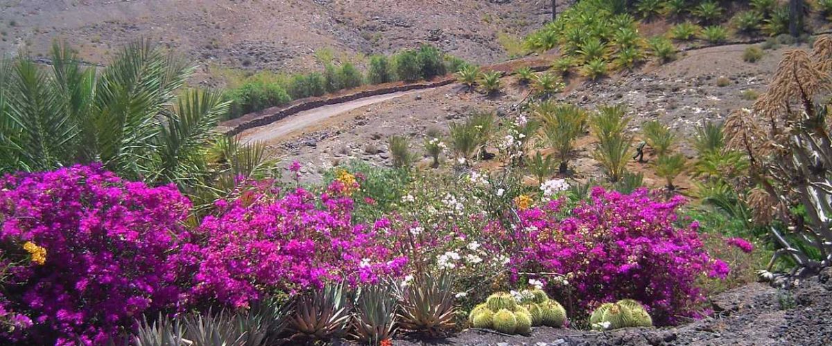 Vegetation Fuerteventura