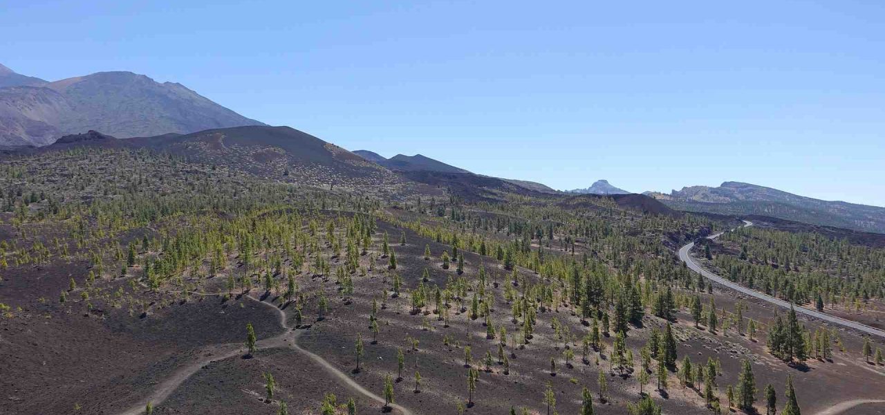 Vegetation im Teide Nationalpark