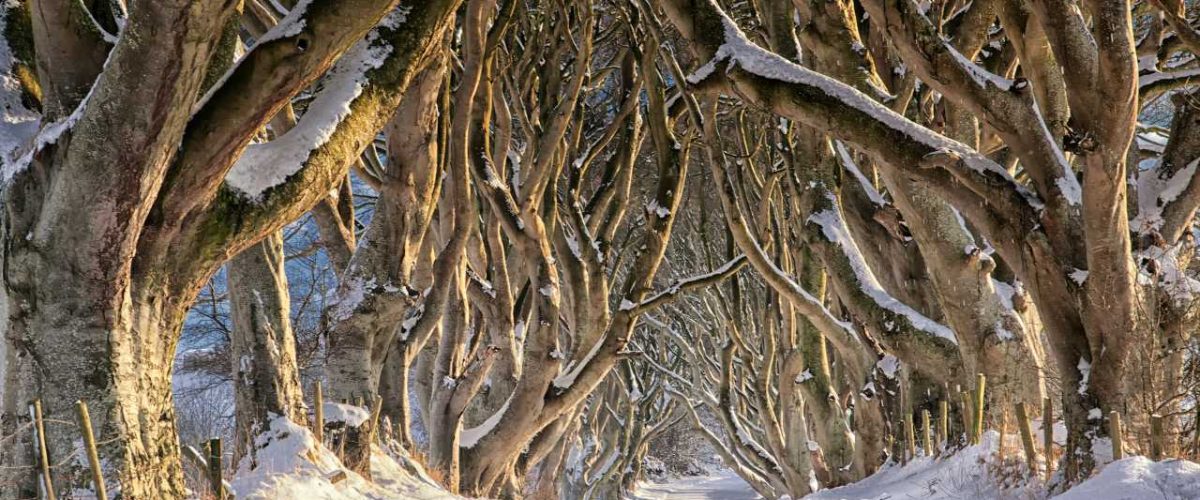 Verschneite Dark Hedges im Winter