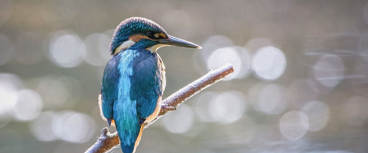 Vogelbeobachtung Chiemsee