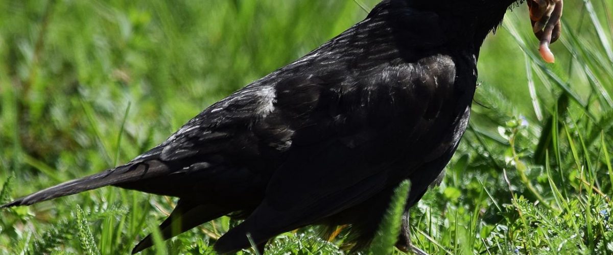 Das Feuchtbiotop von Psalidi ist ein Paradies für Vogelbeobachtungen. Bild: Marta Wróblewska/pb