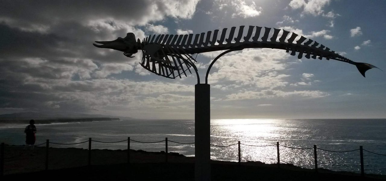 Wal-Skelett als Kunstobjekt in El Cotillo
