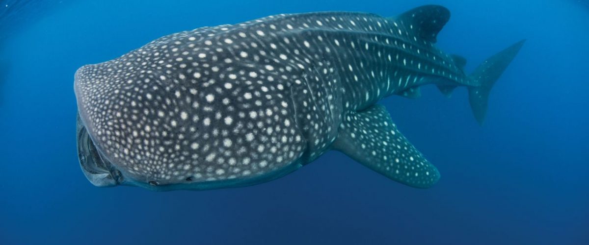 Walhai einzigartiges Muster